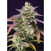 Purple Punch OG XL Auto